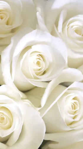 Розы Розовые Обои на телефон крупный план белого цветка