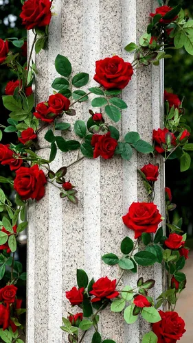 Розы Розовые Обои на телефон в высоком качестве