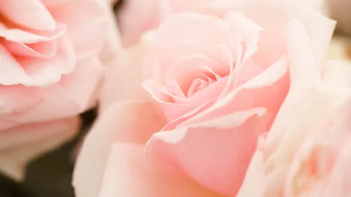 Розы Розовые Обои на телефон бесплатные обои