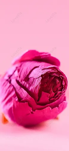 Розы Розовые Обои на телефон кусок красного мяса