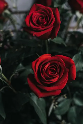 Розы Розовые Обои на телефон пара красных роз