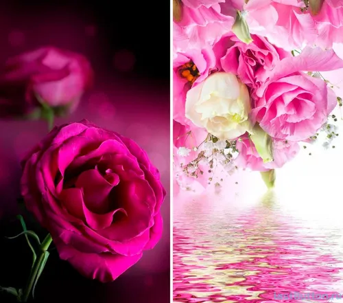 Розы Розовые Обои на телефон коллаж из цветов