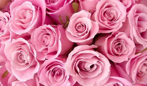Розы Розовые Обои на телефон бесплатные картинки