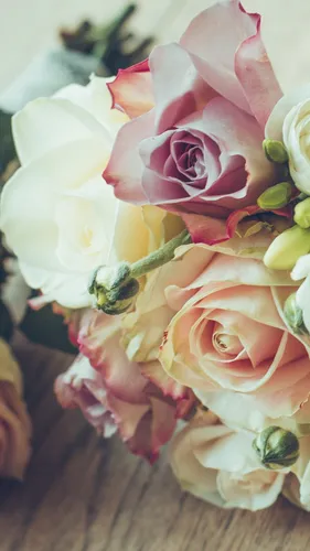 Розы Розовые Обои на телефон группа цветов