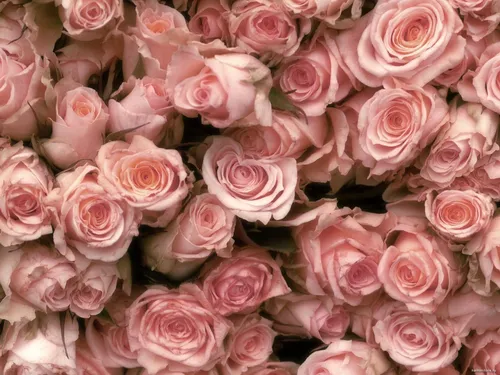 Розы Розовые Обои на телефон группа розовых роз