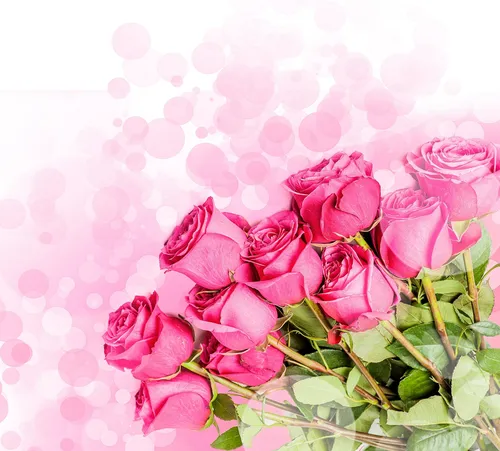 Розы Розовые Обои на телефон фотография