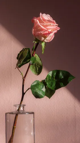 Розы Розовые Обои на телефон розовая роза в стеклянной вазе