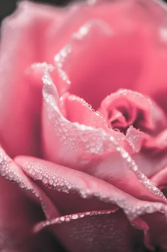 Розы Розовые Обои на телефон крупный план рта человека