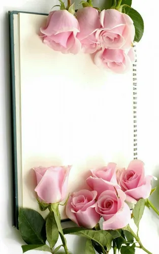Розы Розовые Обои на телефон картина розовой розы