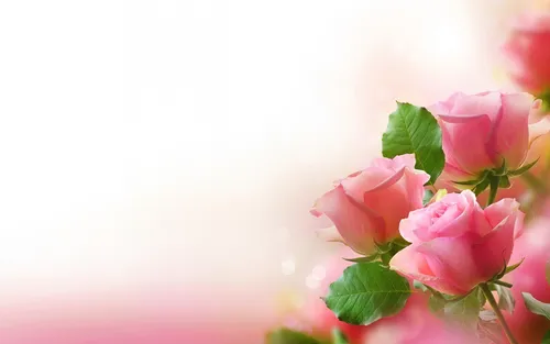 Розы Розовые Обои на телефон HD