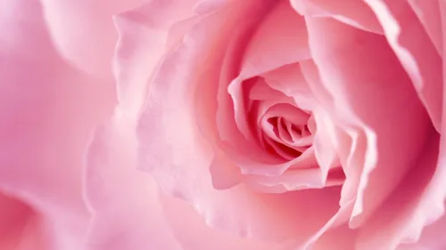 Розы Розовые Обои на телефон снимок