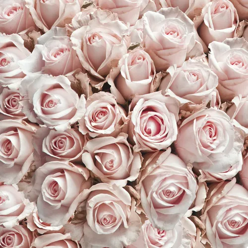 Розы Розовые Обои на телефон снимок