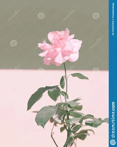 Розы Розовые Обои на телефон для Windows