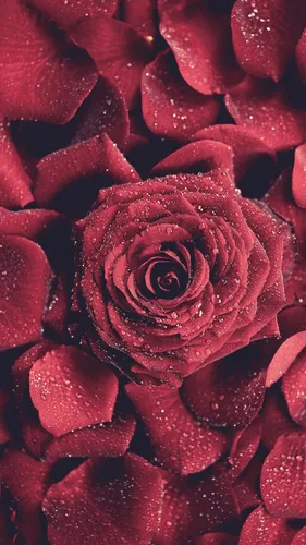 Розы Розовые Обои на телефон в высоком качестве