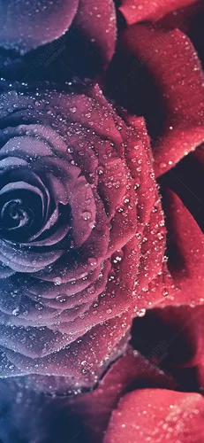 Розы Розовые Обои на телефон роза крупным планом