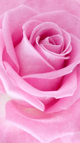 Розы Розовые Обои на телефон картинка