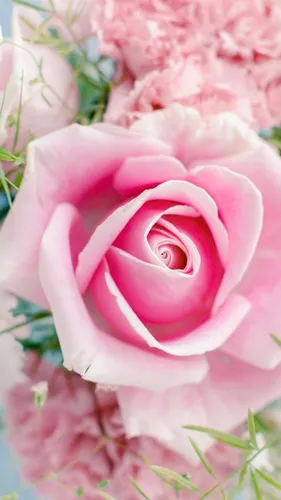 Розы Розовые Обои на телефон розовая роза с белым центром