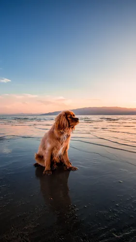 С Собаками Обои на телефон собака сидит на пляже