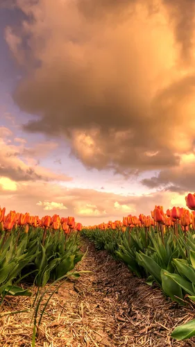Оранжевые Обои на телефон поле цветов с облачным небом на заднем плане