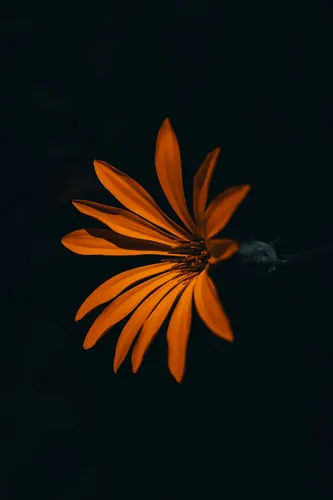 Оранжевые Обои на телефон крупный план цветка