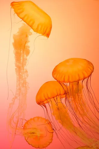 Оранжевые Обои на телефон группа медуз