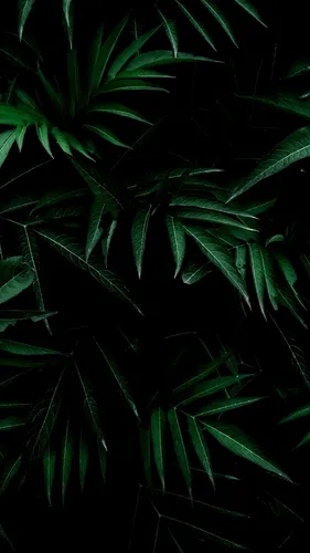 Темно Зеленые Обои на телефон крупным планом некоторых листьев