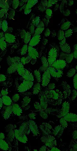 Темно Зеленые Обои на телефон группа зеленых листьев