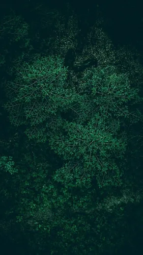Темно Зеленые Обои на телефон группа деревьев