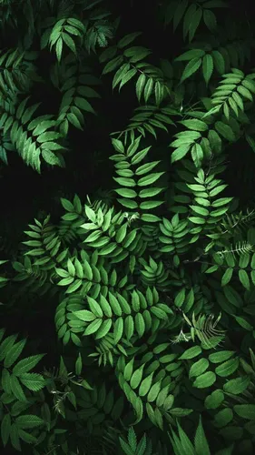 Темно Зеленые Обои на телефон группа зеленых растений