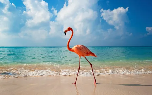 Фламинго Обои на телефон фламинго гуляет по пляжу