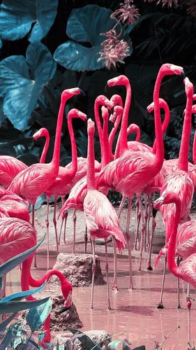 Фламинго Обои на телефон группа фламинго