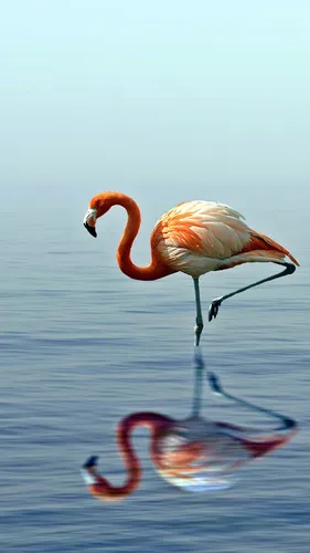 Фламинго Обои на телефон фламинго и утка плавают в воде