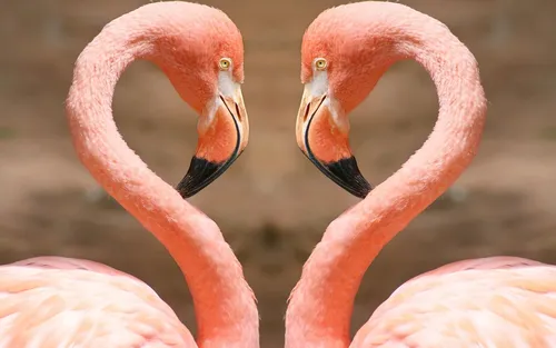 Фламинго Обои на телефон фото на Samsung