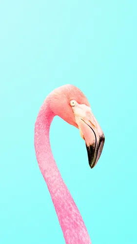 Фламинго Обои на телефон розово-белая птица