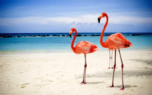 Фламинго Обои на телефон фламинго на пляже