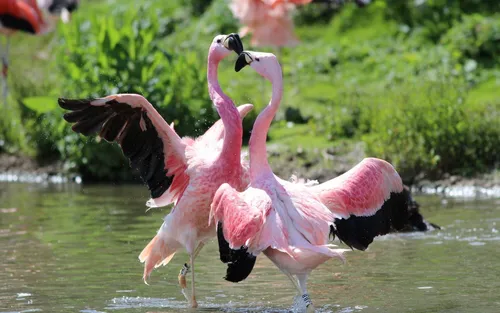 Фламинго Обои на телефон группа фламинго в воде