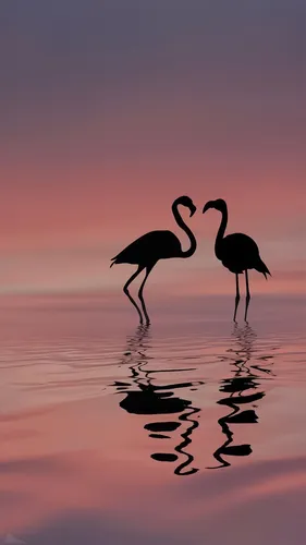 Фламинго Обои на телефон две птицы, стоящие в воде