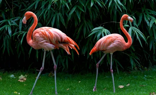Фламинго Обои на телефон группа фламинго в травянистой местности