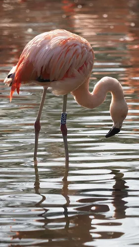 Фламинго Обои на телефон питьевая вода фламинго