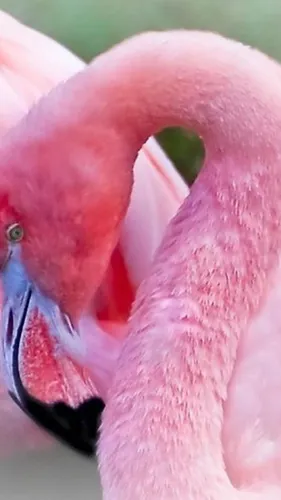 Фламинго Обои на телефон крупный план руки человека