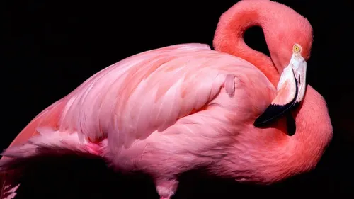 Фламинго Обои на телефон розовый фламинго на черном фоне