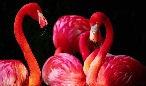 Фламинго Обои на телефон группа красных фламинго
