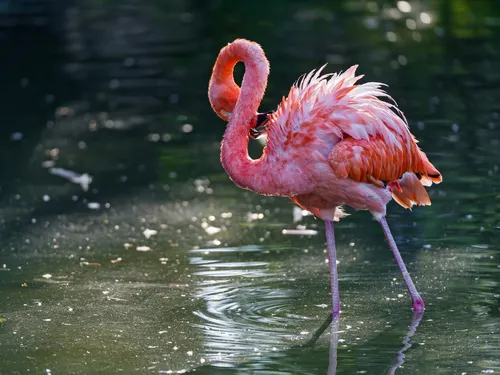 Фламинго Обои на телефон фламинго, стоящий в воде
