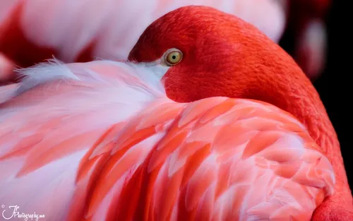 Фламинго Обои на телефон крупный план птицы