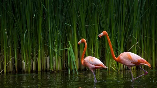 Фламинго Обои на телефон группа фламинго в пруду