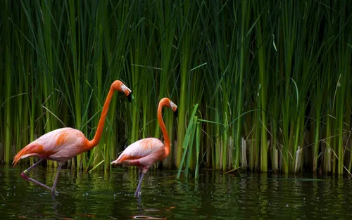 Фламинго Обои на телефон фламинго в воде