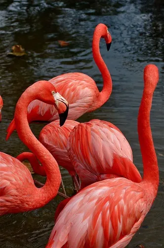 Фламинго Обои на телефон группа фламинго в водоеме