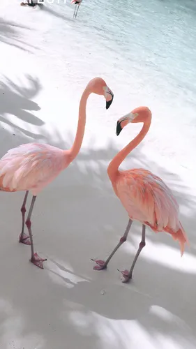 Фламинго Обои на телефон группа фламинго гуляет по пляжу