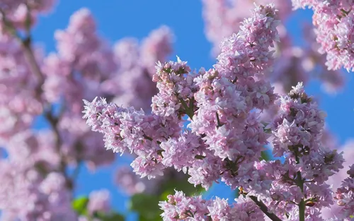 Весенние Обои на телефон крупным планом дерево с фиолетовыми цветами