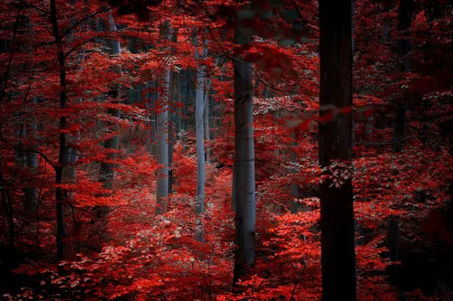 Бордовые Обои на телефон лес с красными и желтыми листьями